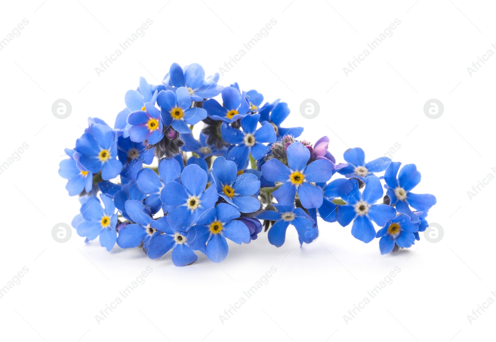 Photo of Beautiful blue Forget-me-not flowers isolated on white