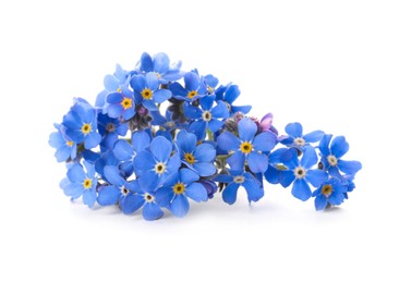 Photo of Beautiful blue Forget-me-not flowers isolated on white