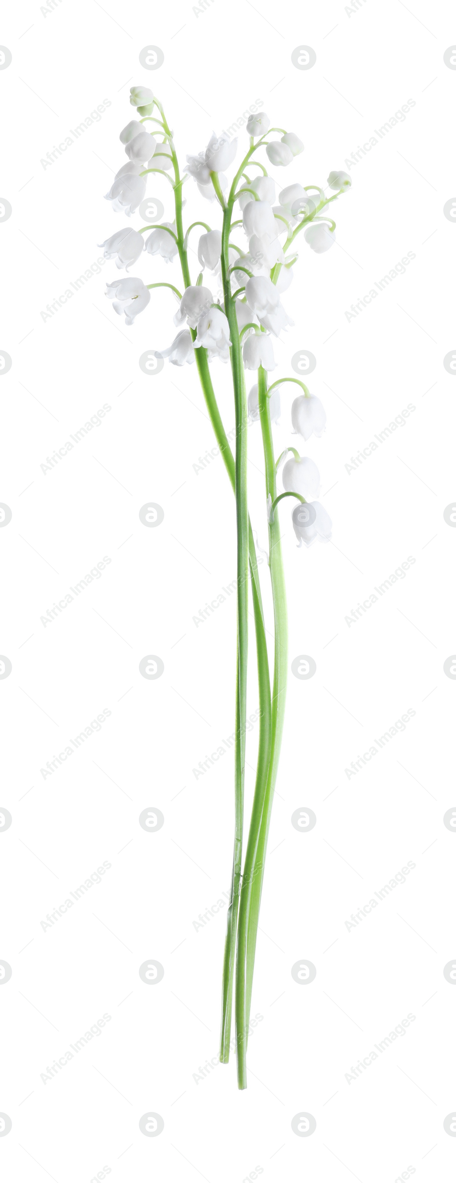 Photo of Beautiful lily of the valley flowers isolated on white