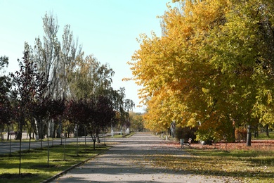 Photo of Beautiful view of autumn park on sunny day
