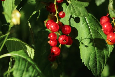 Photo of Closeup view of red currant bush with ripening berries outdoors on sunny day