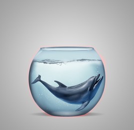 Image of Dolphin in glass aquarium on light grey background. Anti-Captivity Campaign