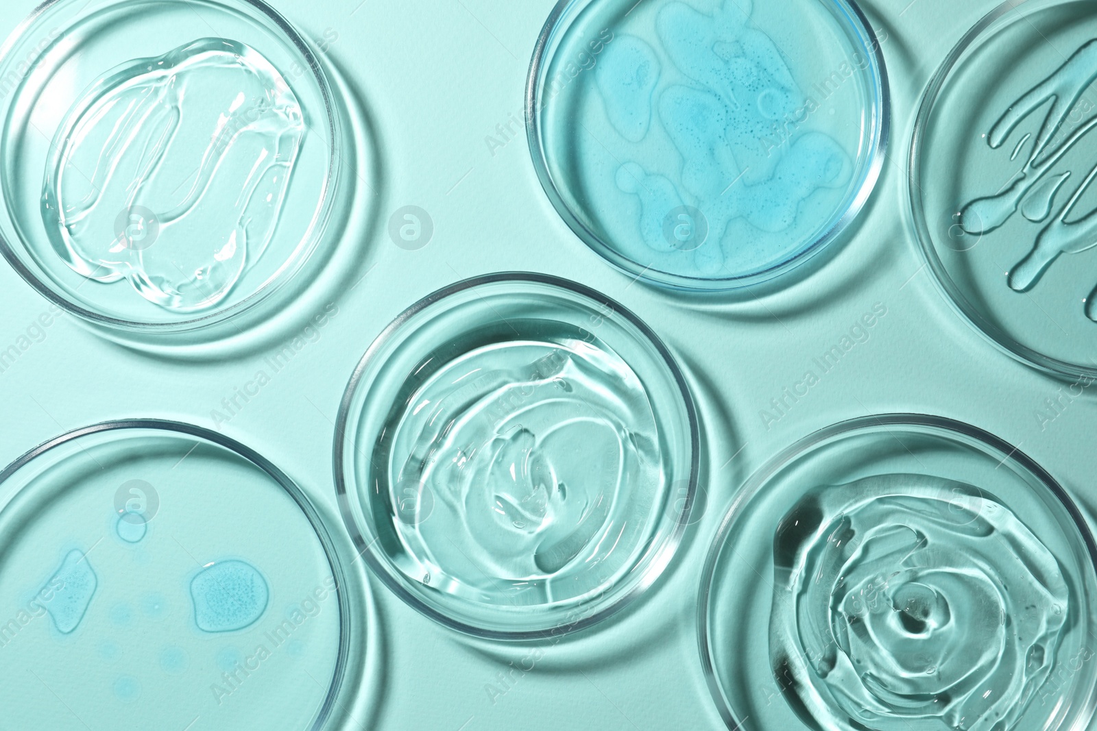 Photo of Petri dishes with liquids on turquoise background, flat lay