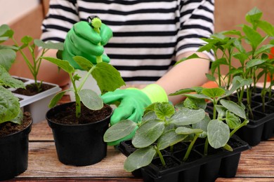 Photo of Woman wearing gardening gloves spraying seedling in pot at wooden table, closeup