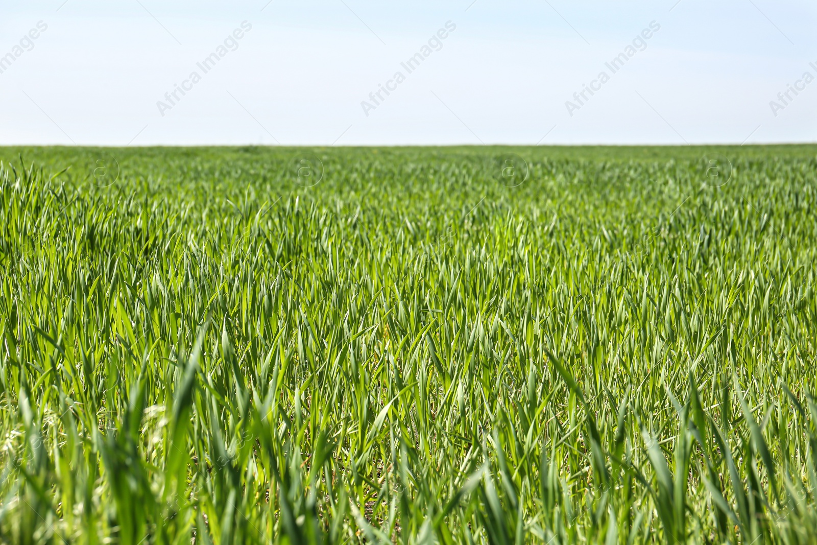 Photo of Beautiful view of agricultural field with ripening cereal crop