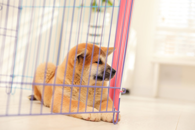 Photo of Cute Akita Inu puppy in playpen indoors. Baby animal