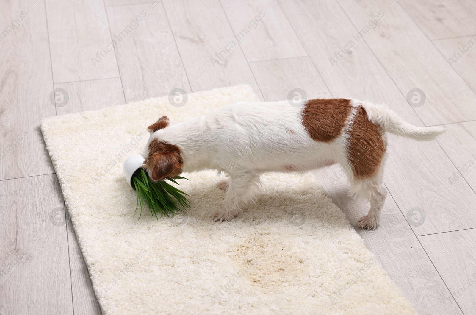 Photo of Cute dog near overturned houseplant on rug indoors