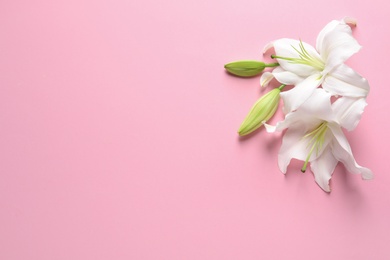 Photo of Beautiful lilies on pink background, flat lay. Space for text