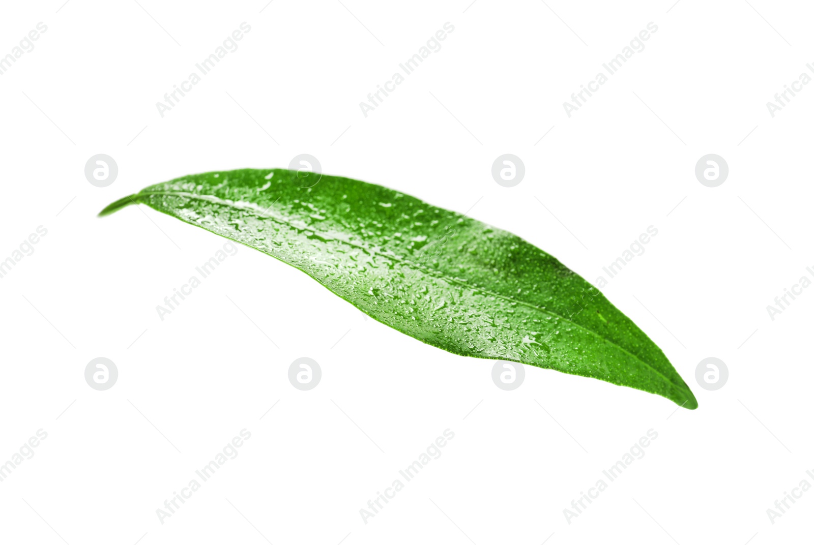 Photo of Fresh green tangerine leaf with water drops on white background