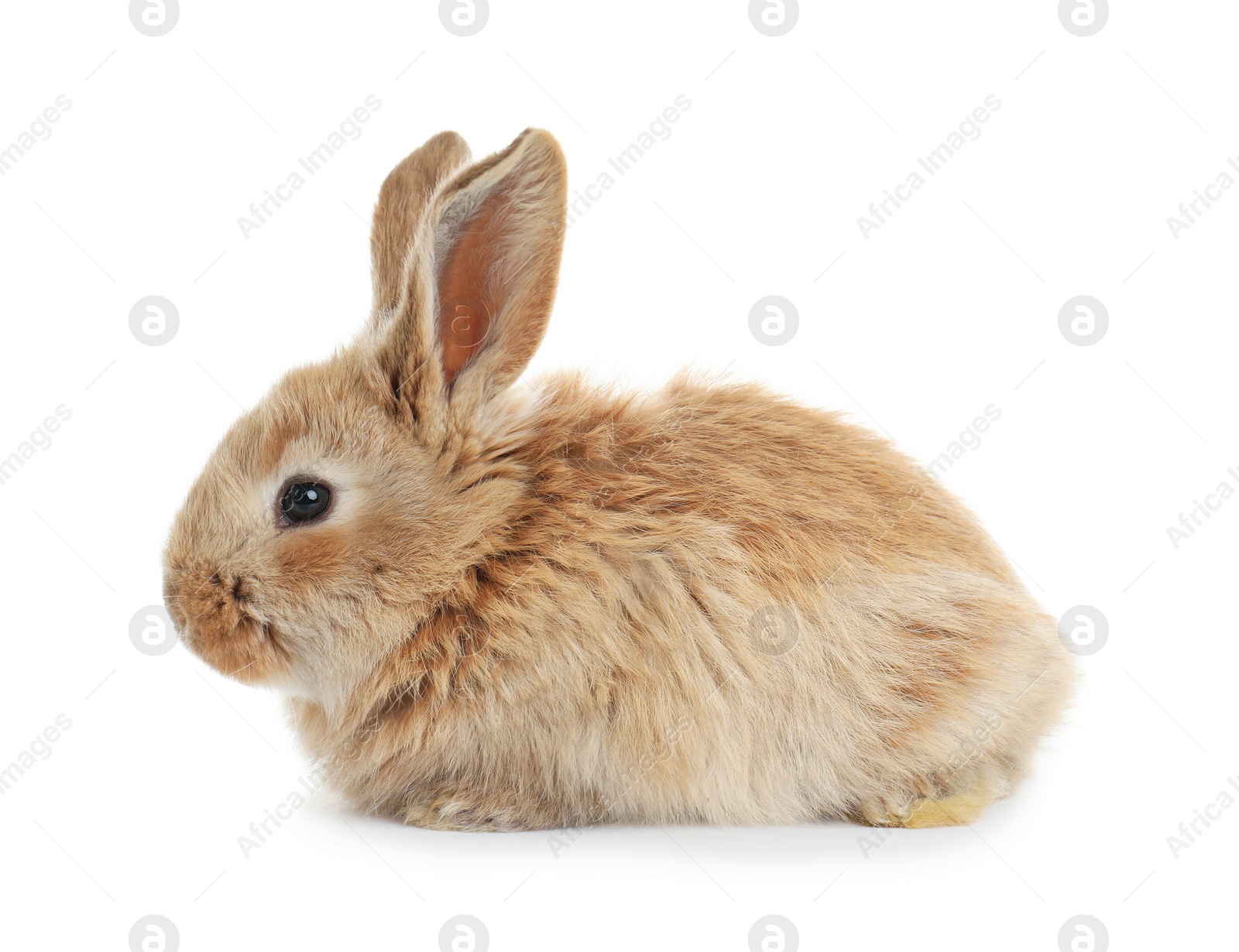 Photo of Adorable furry Easter bunny on white background