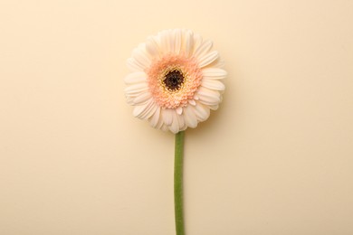 Beautiful gerbera flower on beige background, top view