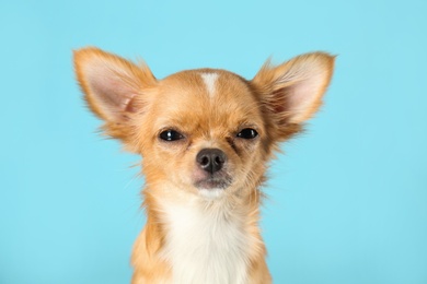 Photo of Cute small Chihuahua dog on light blue background