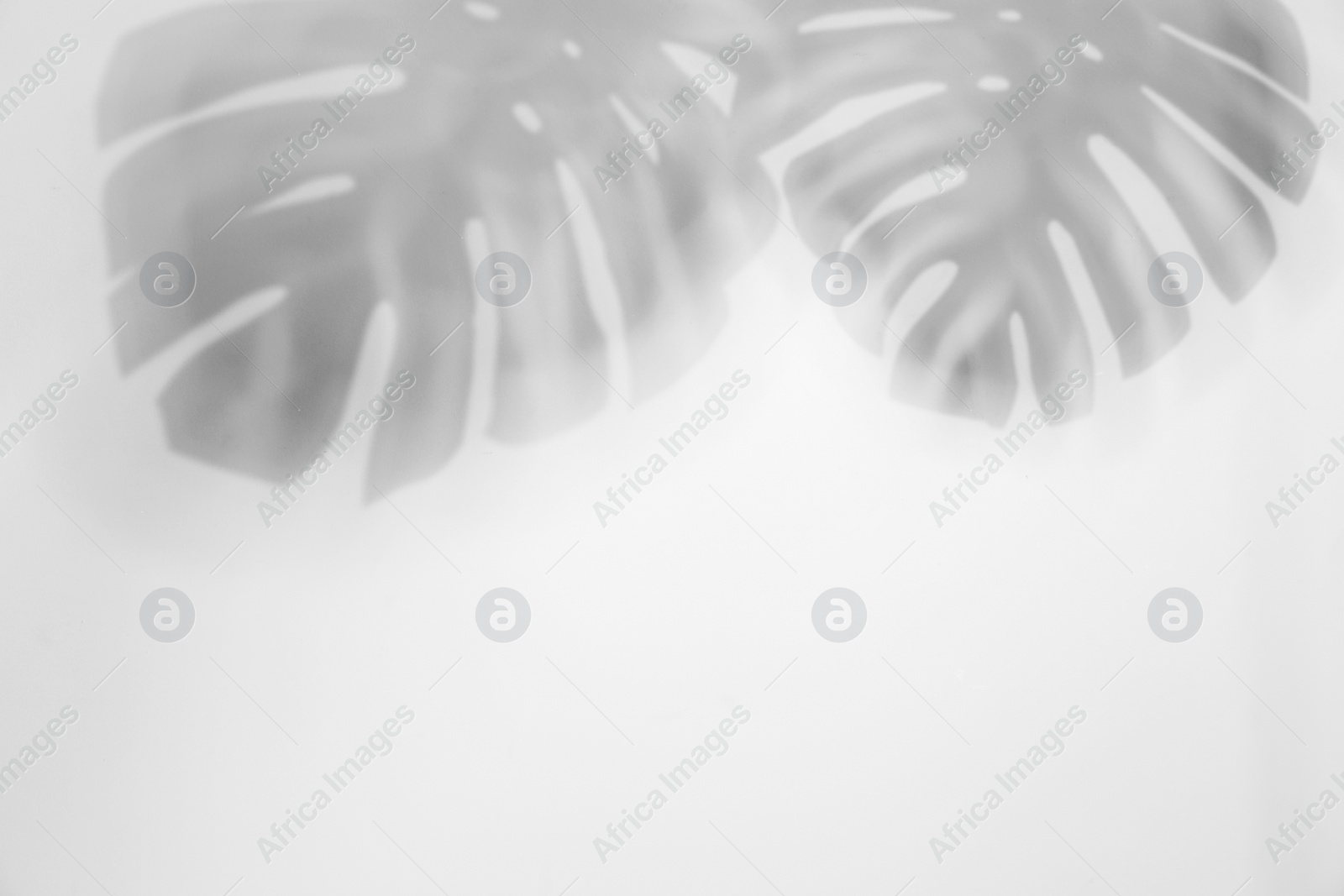 Shadow of monstera plant leaves on light background, space for text Photo of Shadow of monstera plant leaves on light background, space for text
