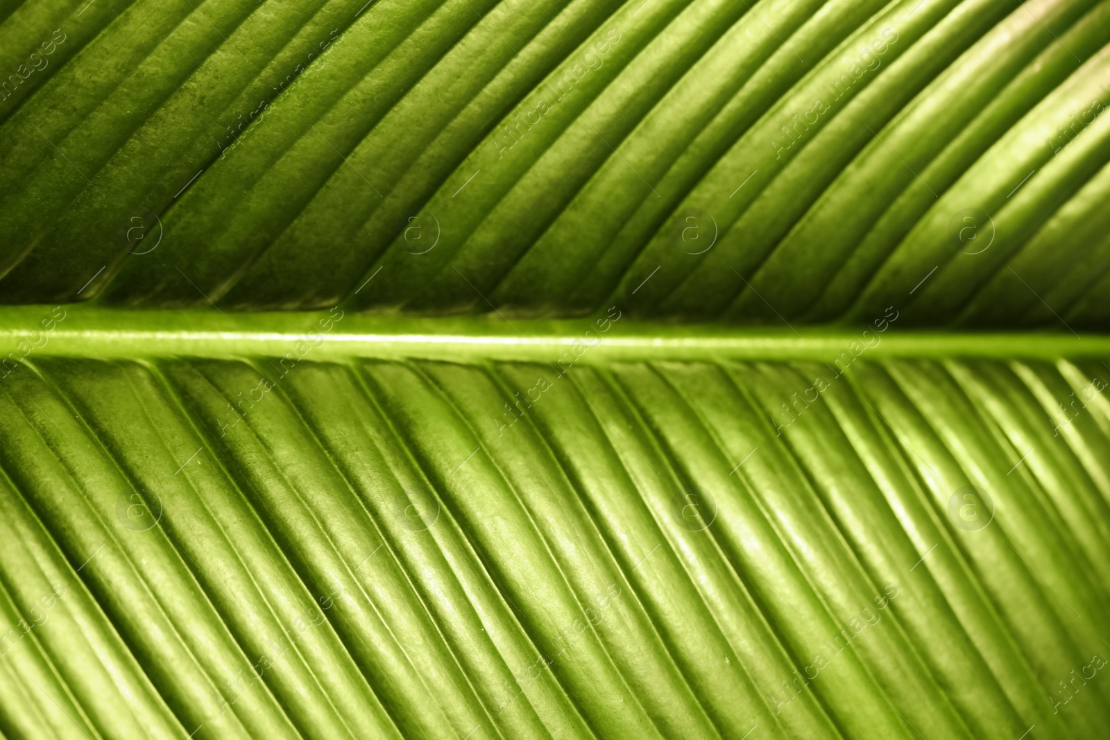 Photo of Lush green leaf of tropical plant as background, closeup