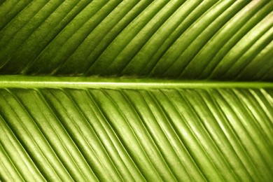 Photo of Lush green leaf of tropical plant as background, closeup