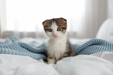 Adorable little kitten sitting on bed indoors