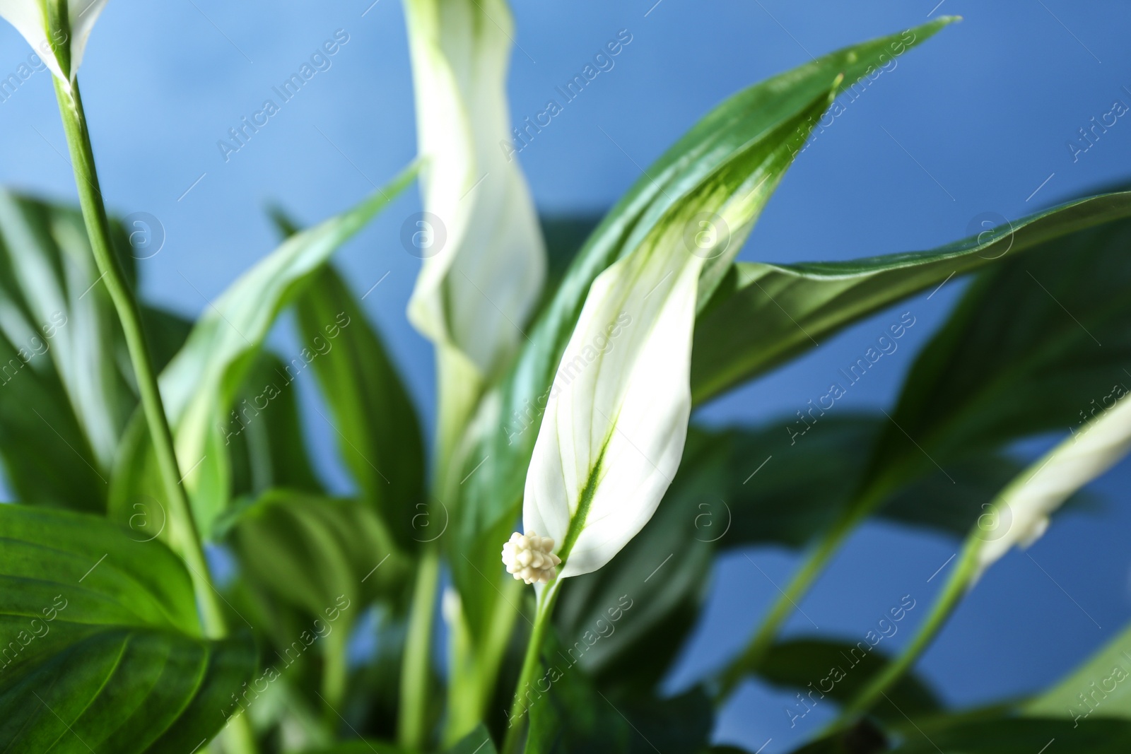 Photo of Flowers and leaves of peace lily on color background, closeup