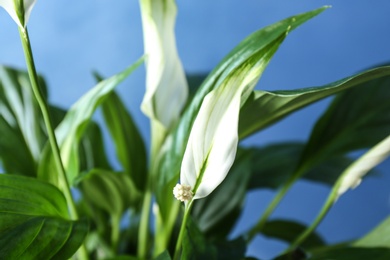 Flowers and leaves of peace lily on color background, closeup