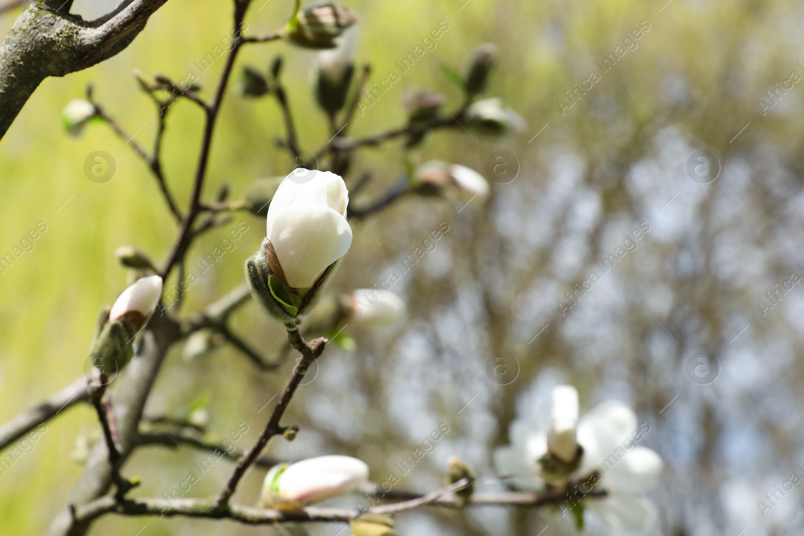 Photo of Magnolia tree with delicate white flower buds outdoors, closeup. Space for text