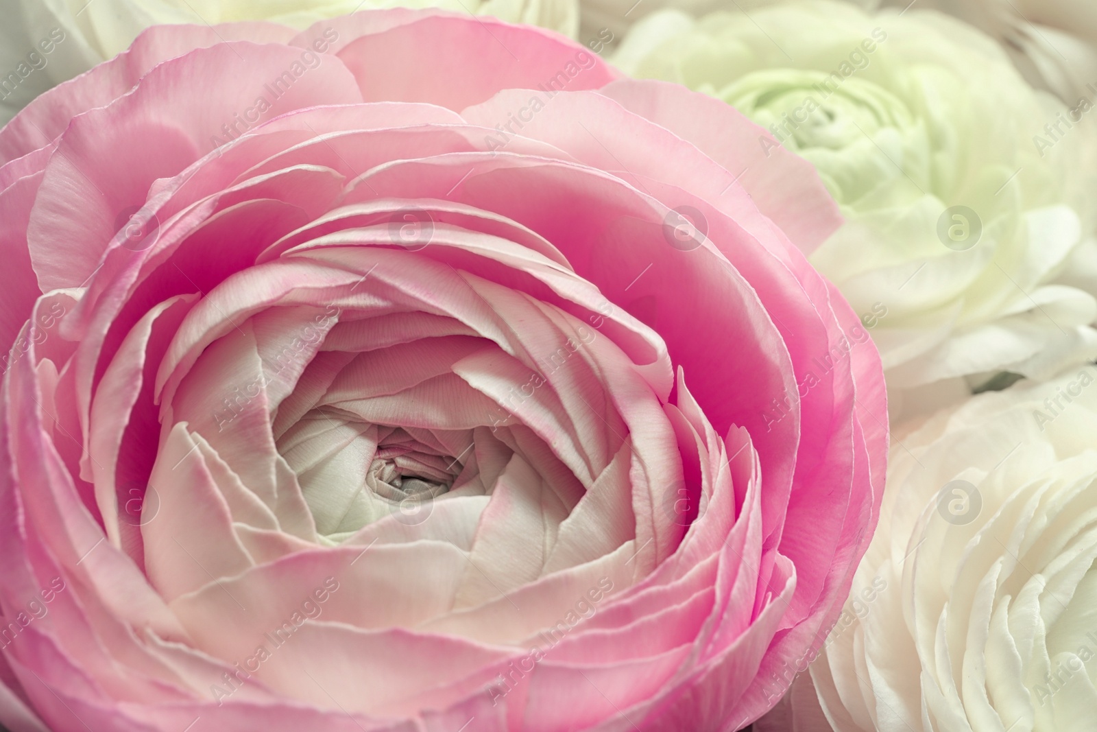 Photo of Beautiful pink ranunculus flower, closeup