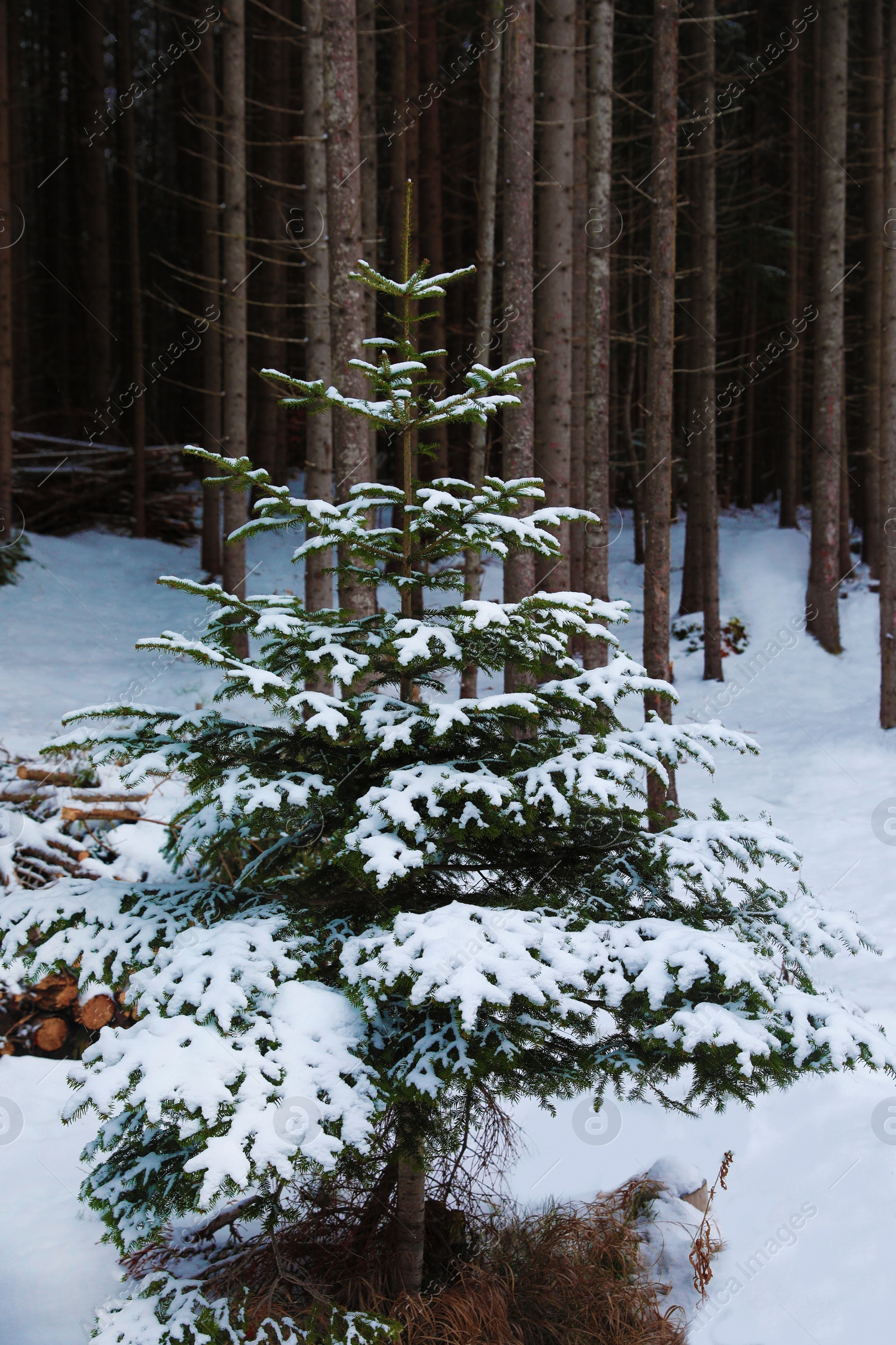 Photo of Fir tree and snow on ground in forest