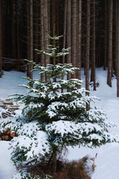 Fir tree and snow on ground in forest