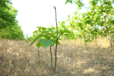 Photo of Young catalpa bignonioides tree growing outdoors. Planting and gardening