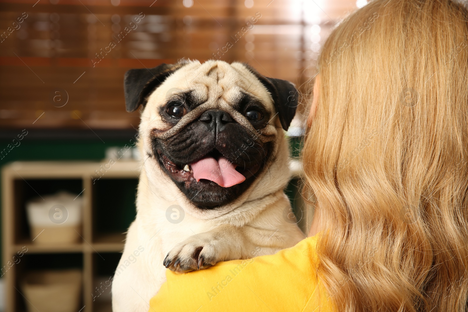 Photo of Woman with cute pug dog at home. Animal adoption