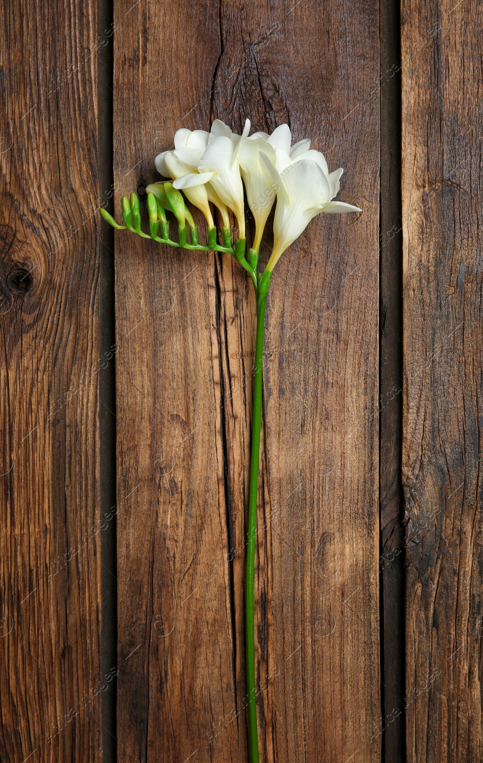 Photo of Beautiful freesia on wooden background