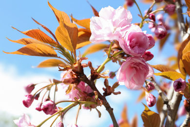 Closeup view of sakura tree with beautiful blossom outdoors. Japanese cherry