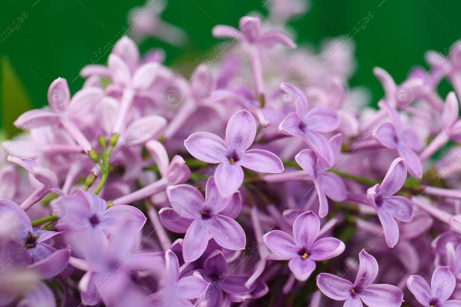 Photo of Beautiful lilac flowers on blurred background, closeup