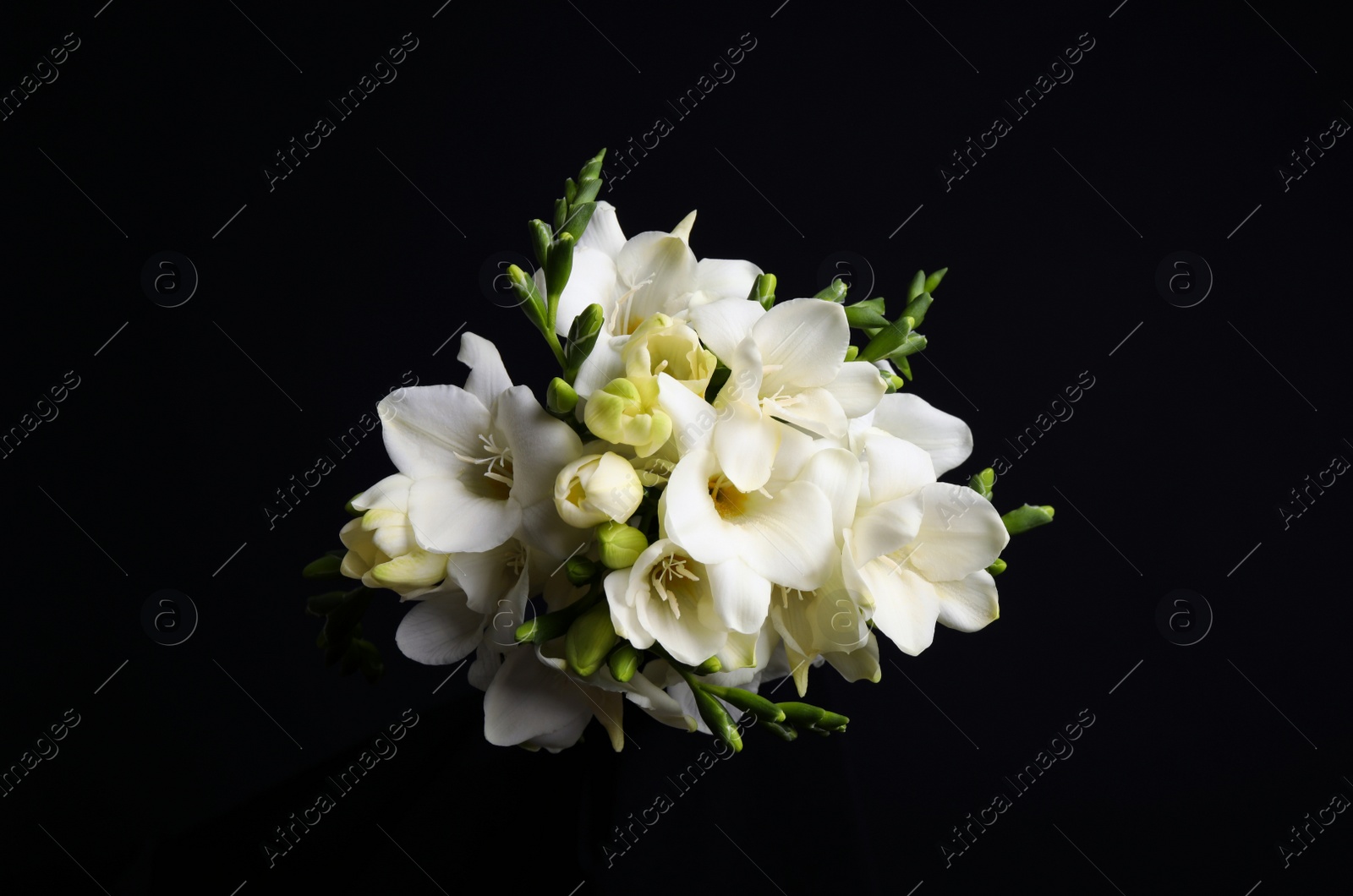 Photo of Beautiful white freesia flowers on black background