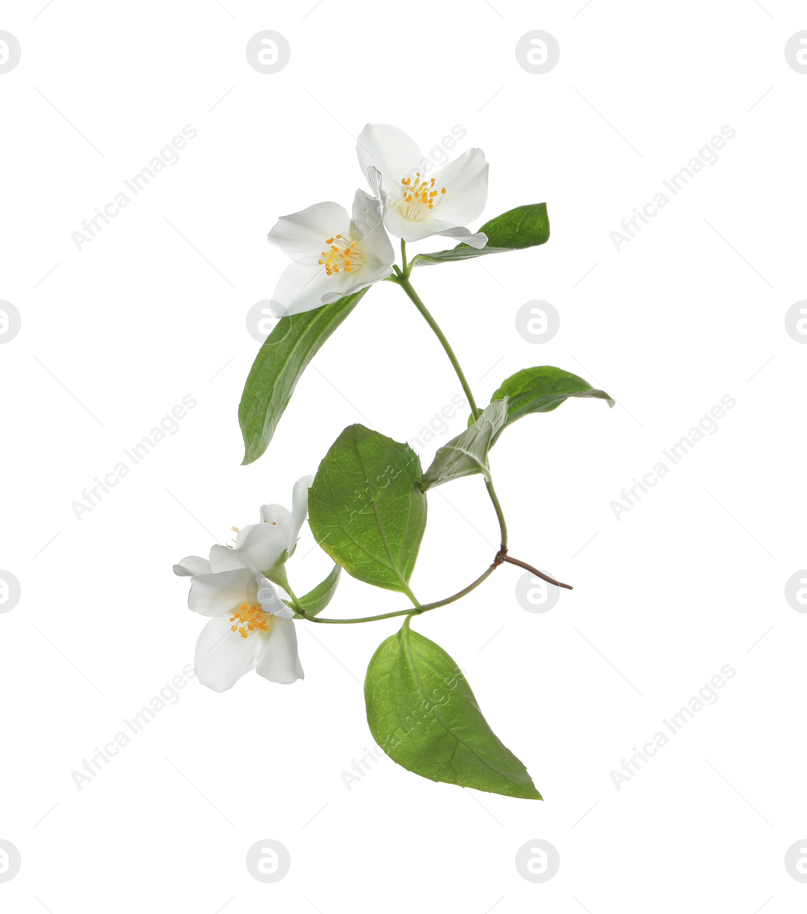 Photo of Beautiful flowers of jasmine plant with leaves on white background