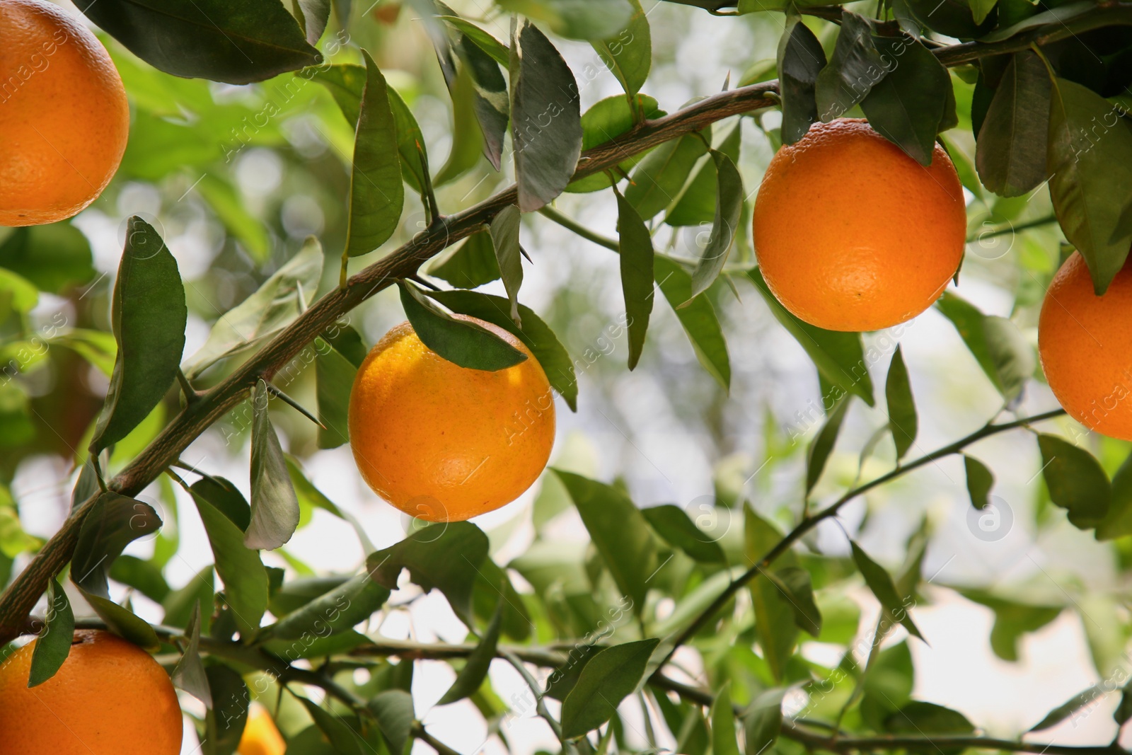 Photo of Fresh ripe oranges growing on tree outdoors