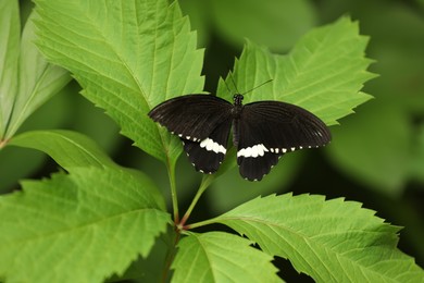 Beautiful exotic butterfly on green plant outdoors