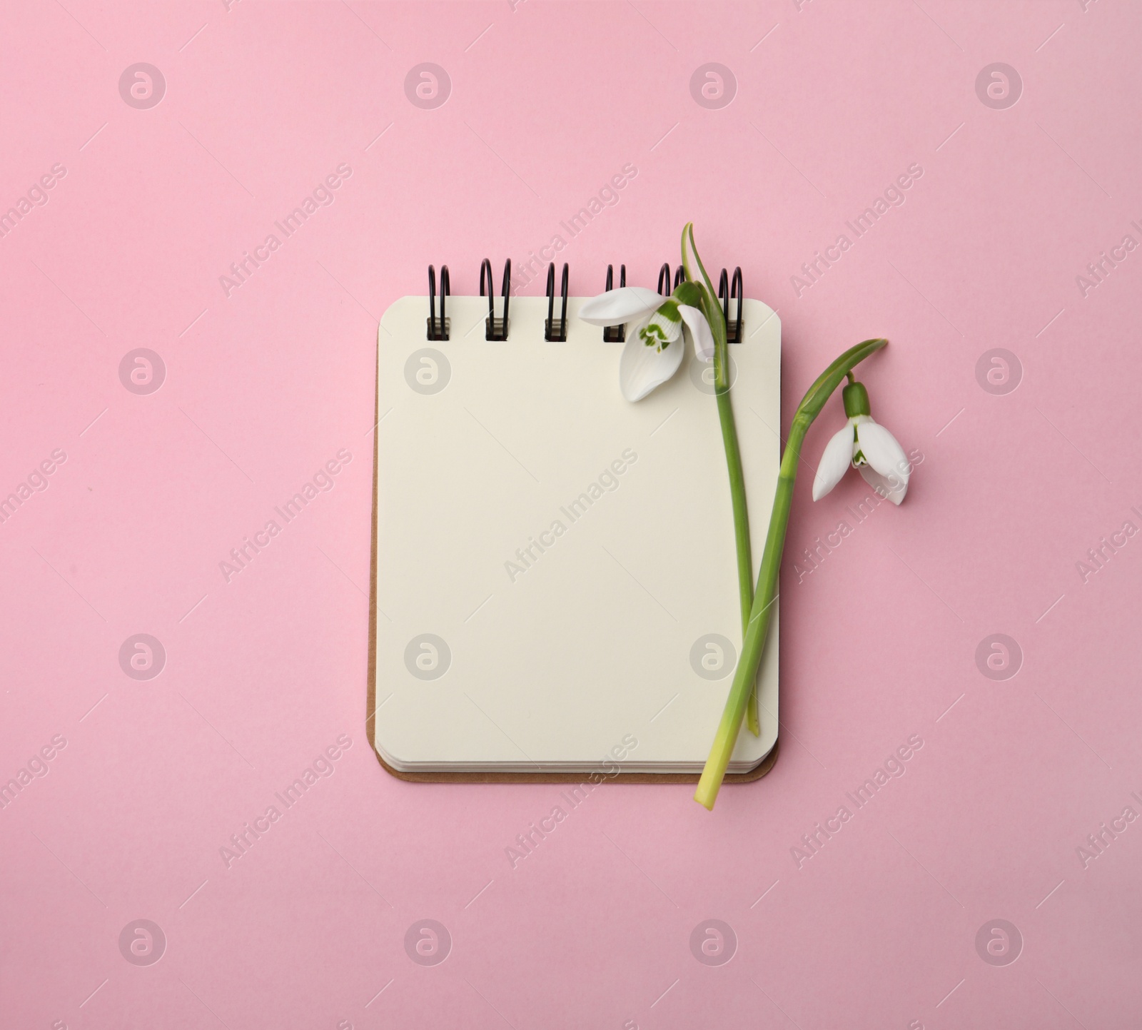 Photo of Beautiful snowdrops and notebook on pink background, flat lay. Space for text