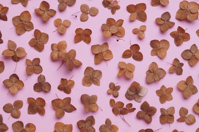 Photo of Flat lay composition with dried hortensia flowers on pink background
