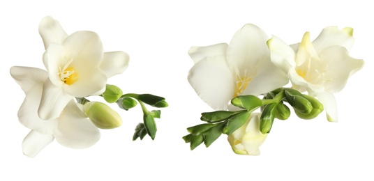 Beautiful fragrant freesia flowers on white background. Banner design