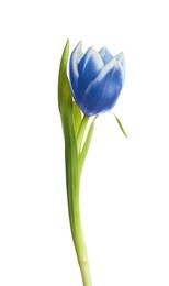 Image of Beautiful blue tulip isolated on white. Bright flower