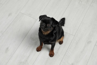 Photo of Adorable black Petit Brabancon dog sitting on wooden floor