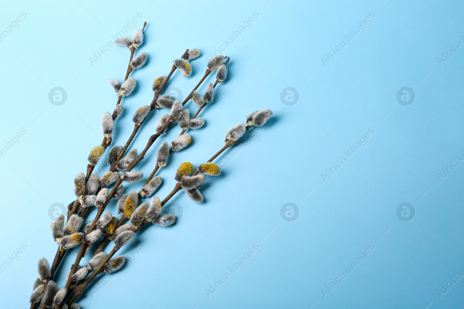 Photo of Beautiful blooming willow branches on light blue background, top view. Space for text