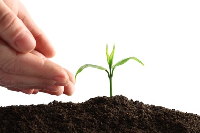 Photo of Farmer protecting young seedling in soil on white background, closeup