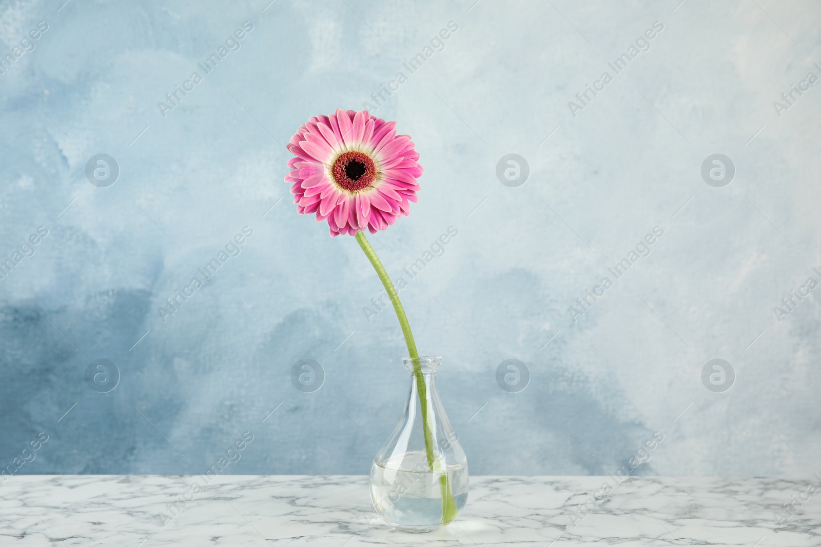 Photo of Beautiful bright gerbera flower in vase on marble table against color background