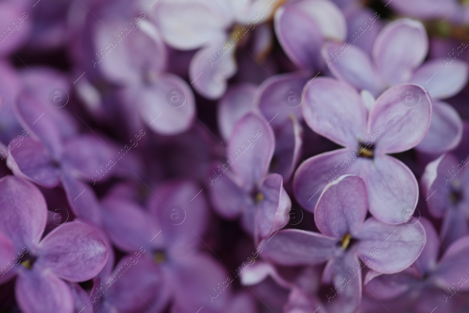 Photo of Closeup view of beautiful blossoming lilac as background