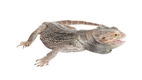 Photo of Bearded lizard (Pogona barbata) isolated on white. Exotic pet