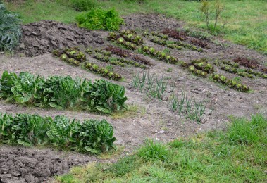 Photo of Garden with different plants on spring day