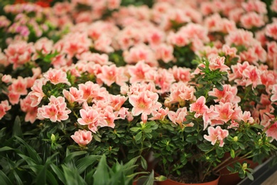 Photo of Beautiful blooming azalea flowers, closeup. Tropical plant