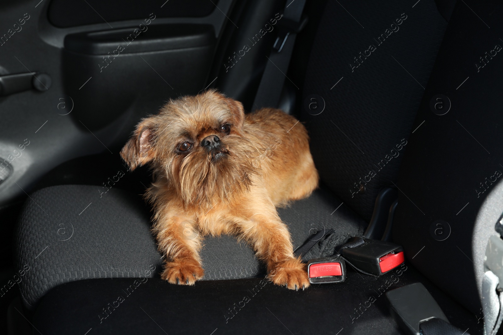 Photo of Adorable little dog in car. Exciting travel