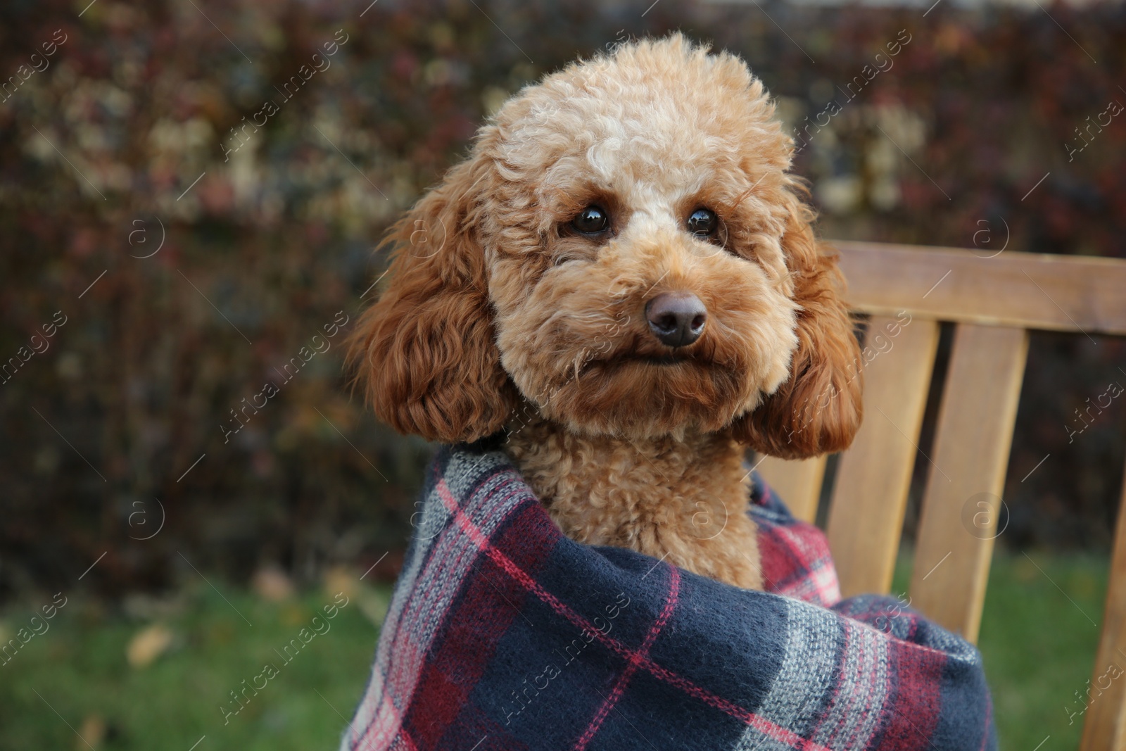 Photo of Cute fluffy dog wrapped in blanket outdoors. Space for text