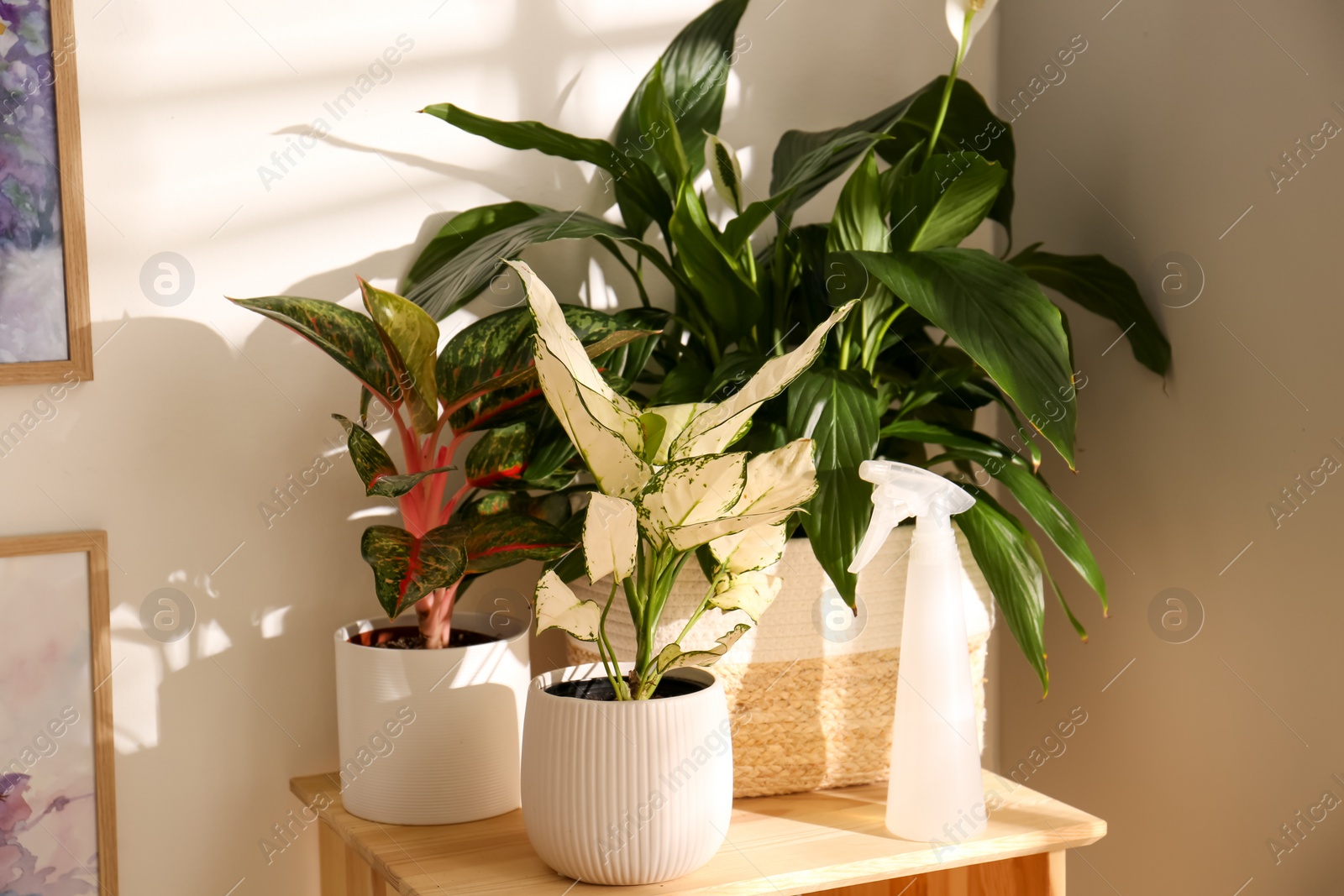 Photo of Exotic houseplants with beautiful leaves on wooden cabinet indoors